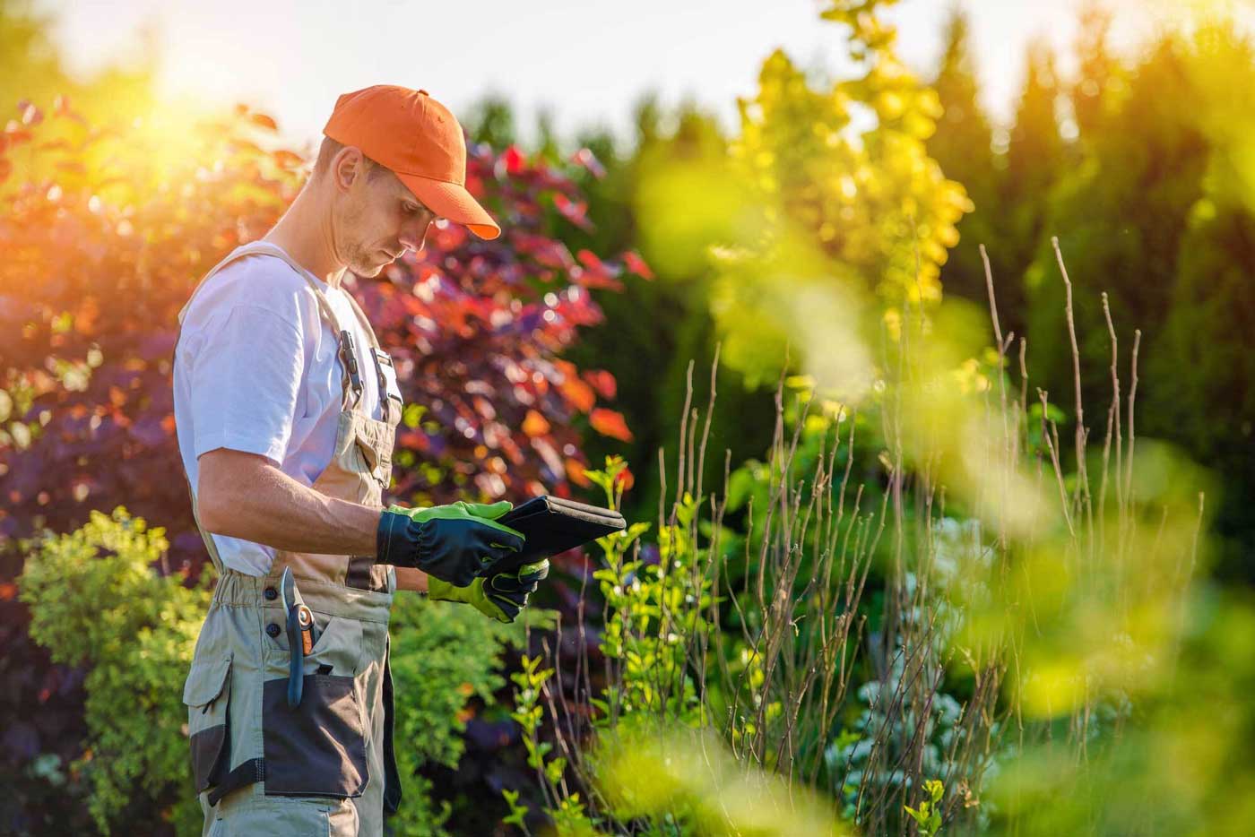 Nursey employee holding a tablet in a vibrant field of plants